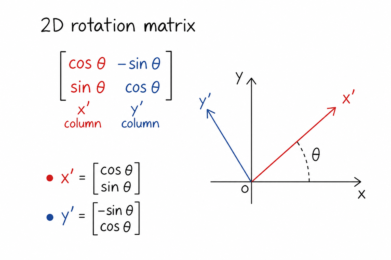 The columns of a rotation matrix define a new rotated coordinate frame x' and y'.